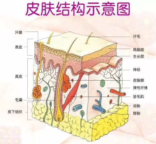 皮肤结构